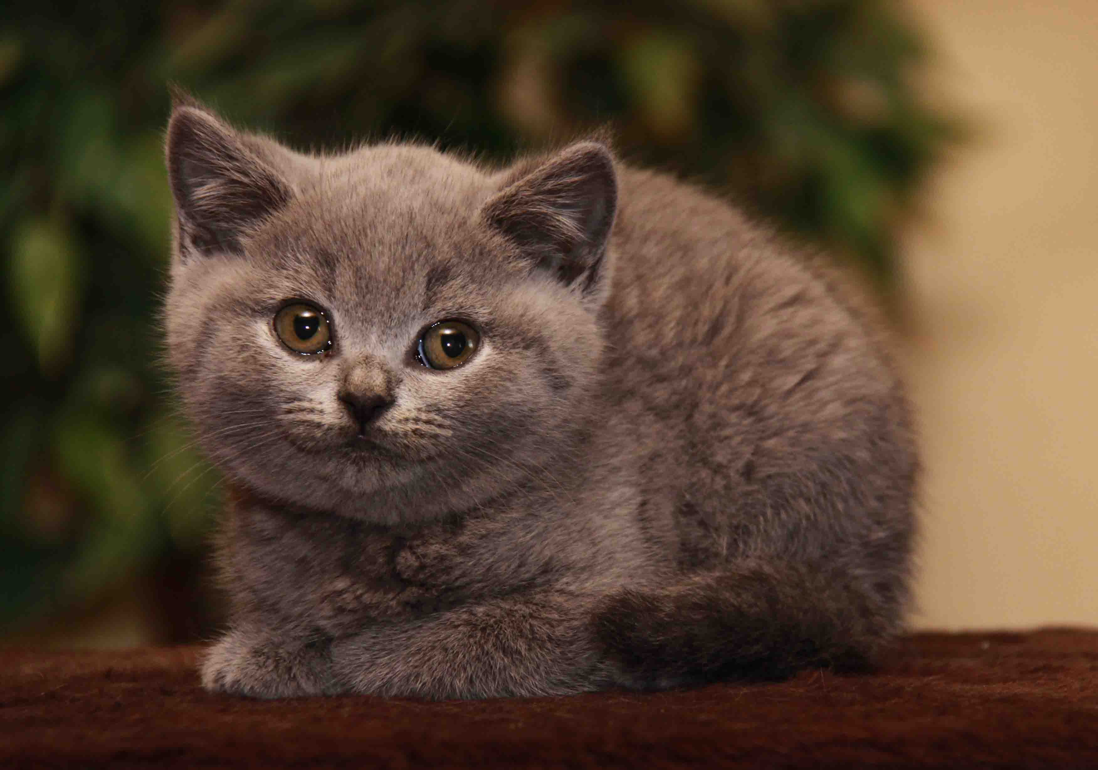 NightSilence Blue Silhouette  Katze Blau