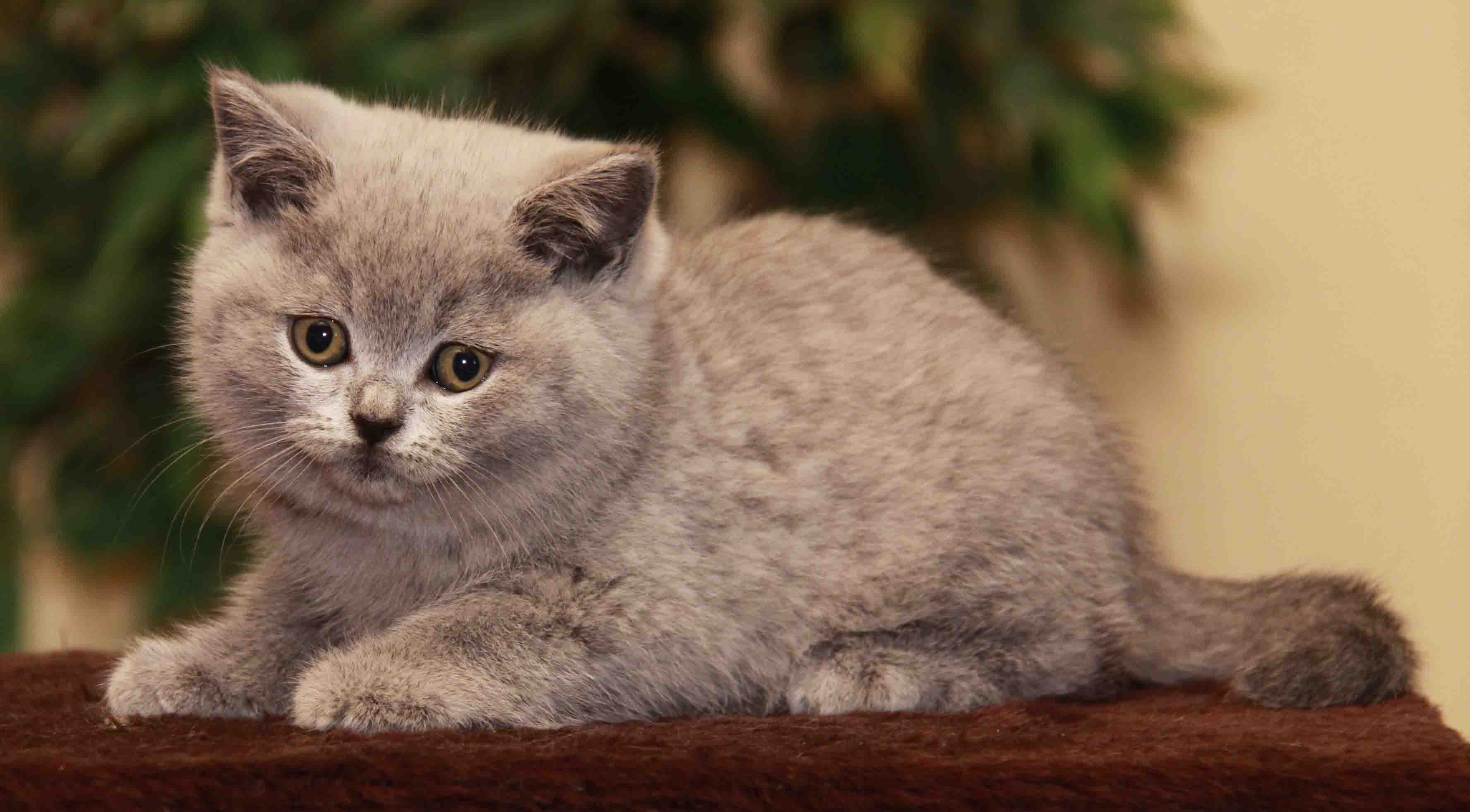 NightSilence Born to be Wild  Kater blau